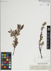 Foto von Salix lapponum L.